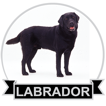 (image for) Labrador - Black (LABB130)